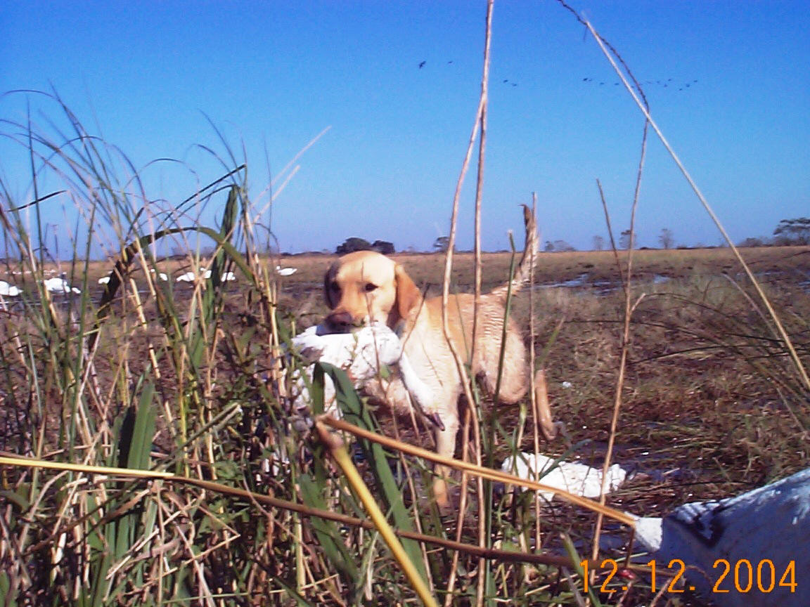 Southwest Louisiana Rice Field No limit goose hunting and regular